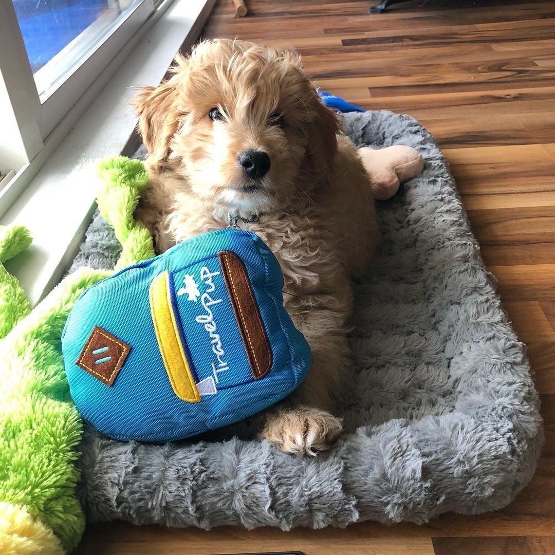 Woof Plays Bark Pack
