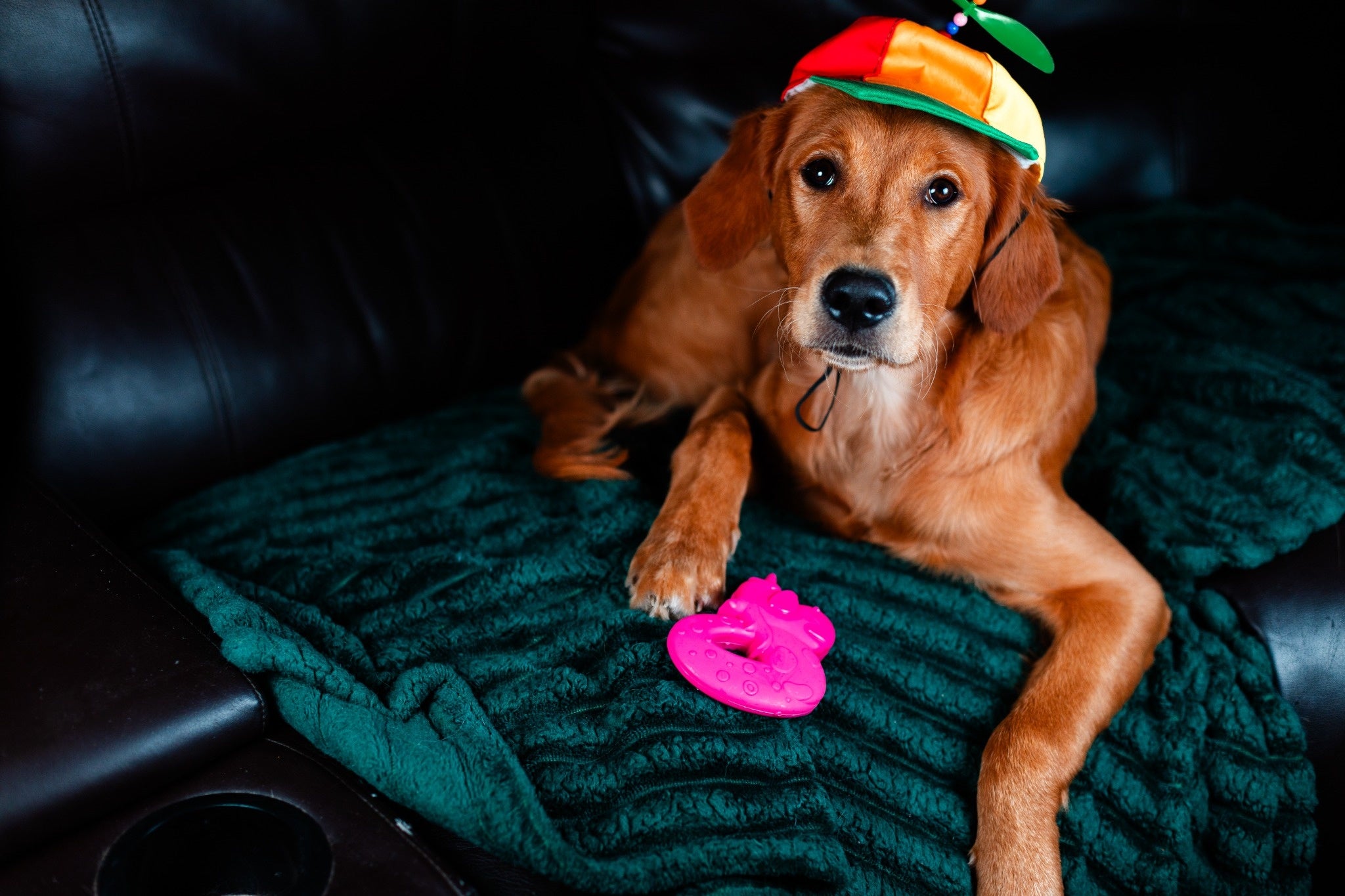 Replacement Durable Toy